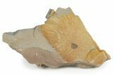 Pennsylvanian Fossil Seed Pod Plate - Kentucky #176776-1